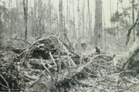 Leavitt - Protection des forêts au Canada, 1912 (page 125 crop)-2