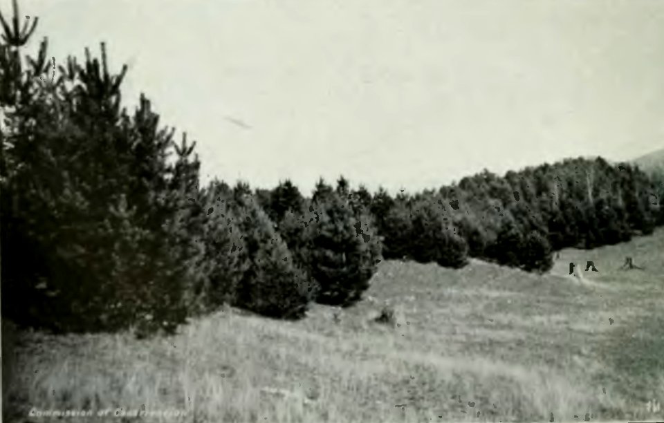 Leavitt - Protection des forêts au Canada, 1912 (page 201 crop)-2