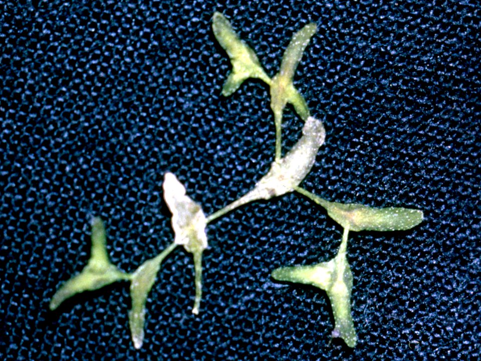 Lemna trisulca NRCS-1