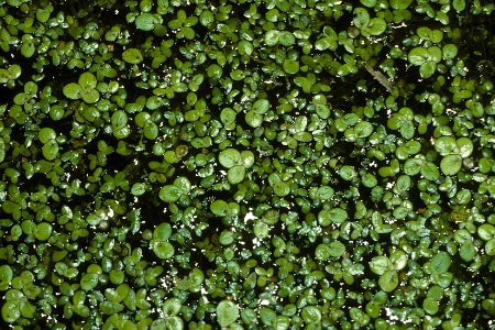 Lemna minor NRCS-1