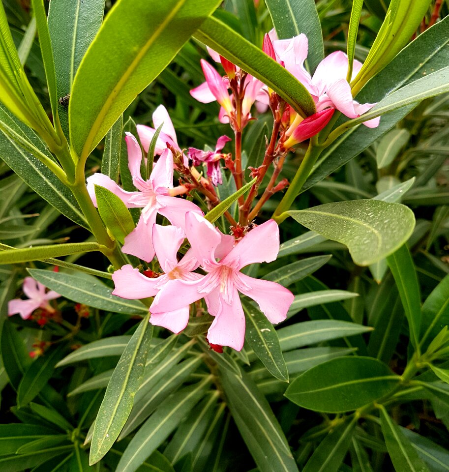 Leaf tropical floral