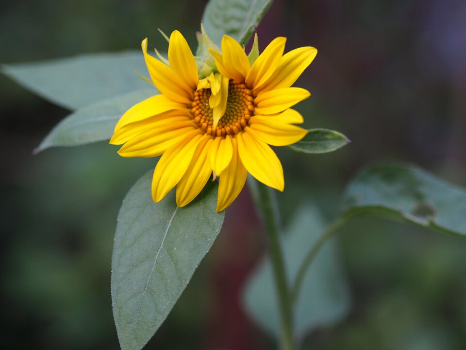 Blossom bloom plant
