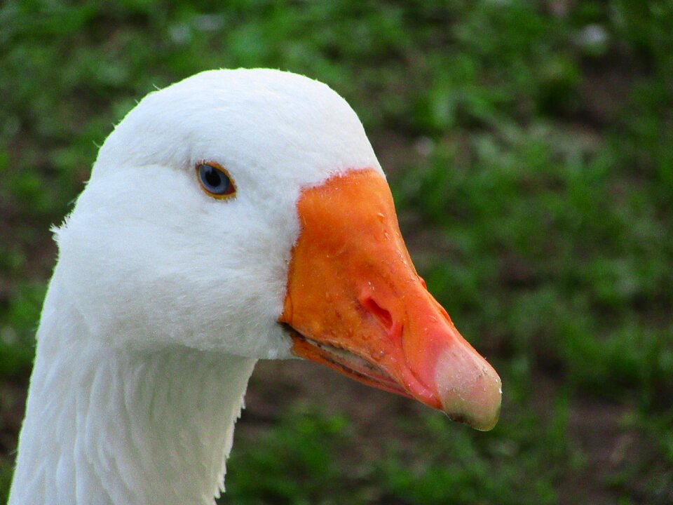 Blue eye eye nature