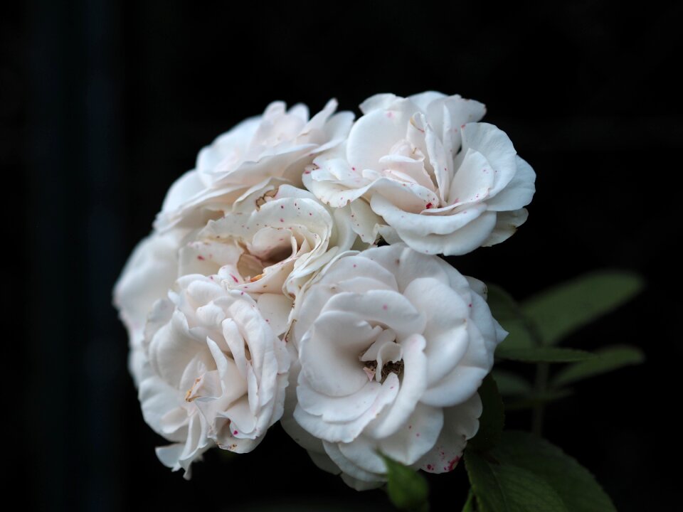 Love blossom bloom
