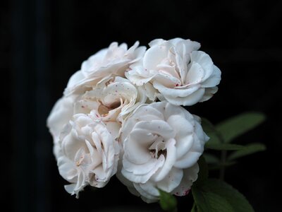 Love blossom bloom
