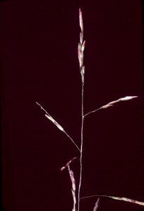 Leersia virginica NRCS-1