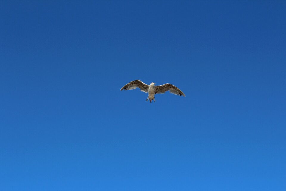 Blue sky flight seagull