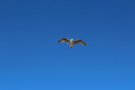 Blue sky flight seagull photo
