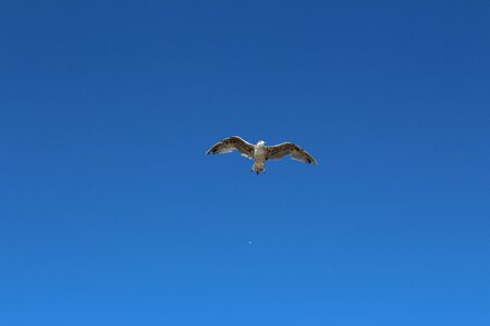Blue sky flight seagull