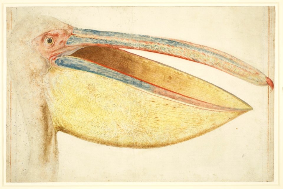 Head of a European or Great White Pelican by Vincenzo Leonardi