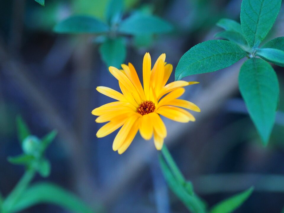 Blossom bloom plant