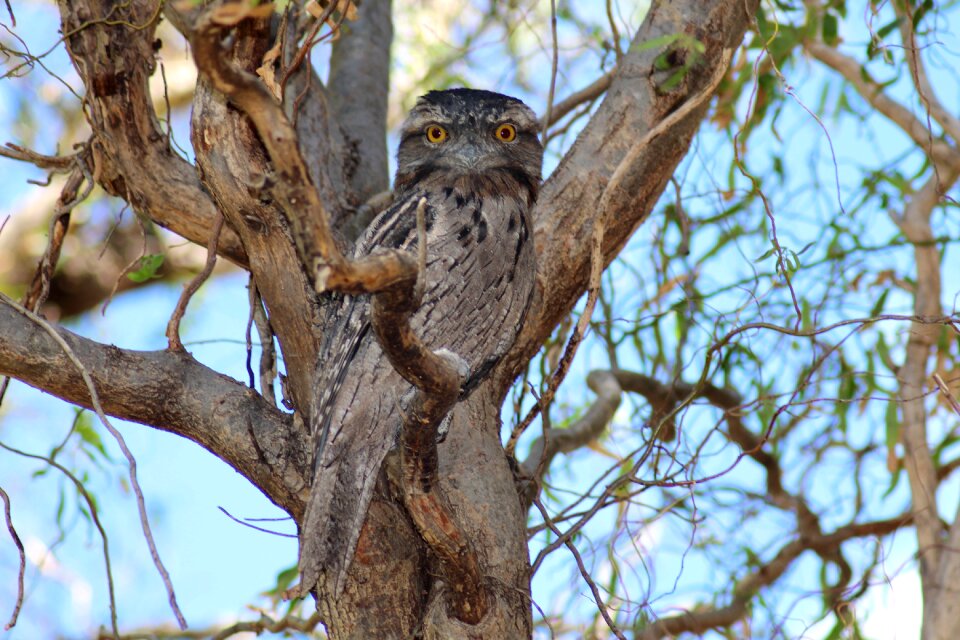 Bird camouflage tree photo