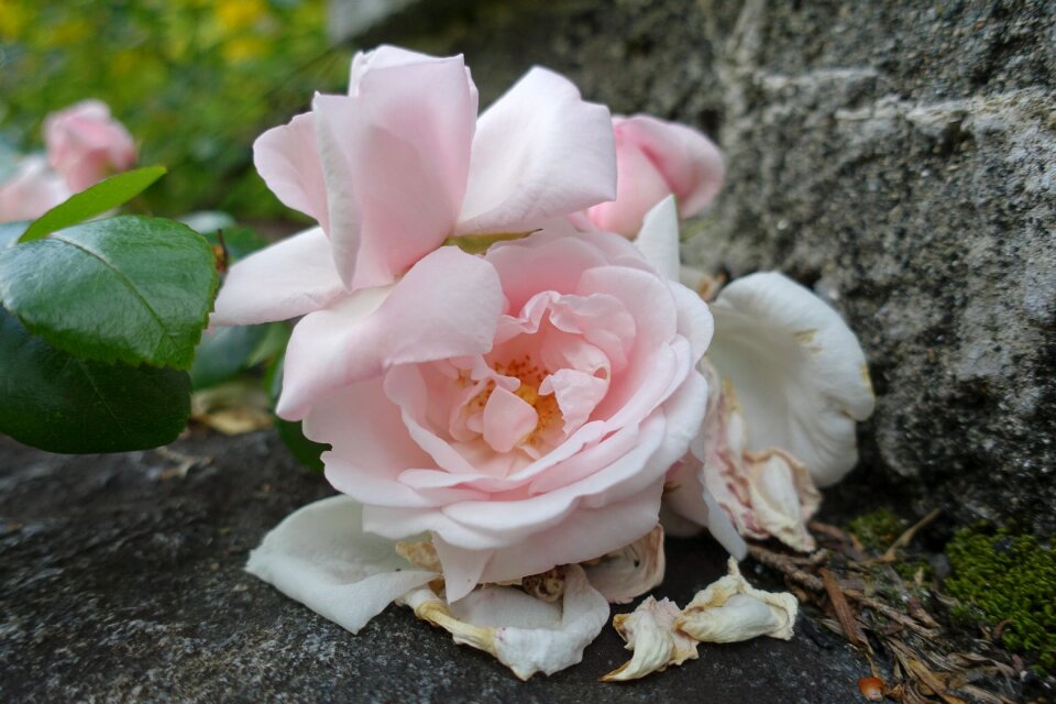 Garden pink natural