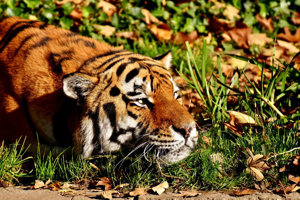 Beautiful dangerous big cat
