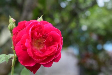 Rose garden blossom photo