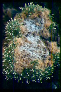 Leptodactylon glabrum plant in SW Idaho 3
