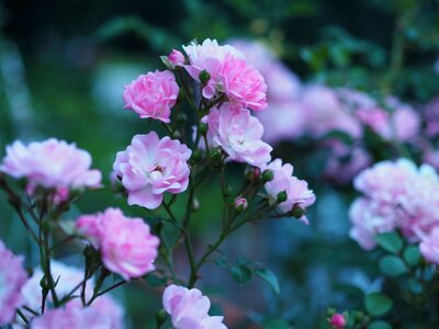 Love blossom bloom