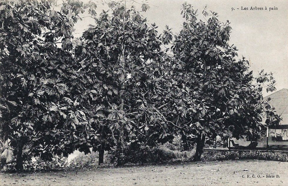 Les Arbres à pain