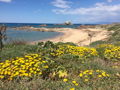 Flowers beach sardinia