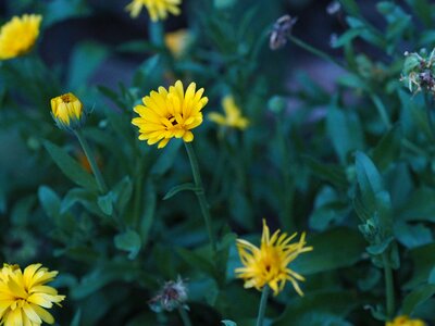 Love blossom bloom