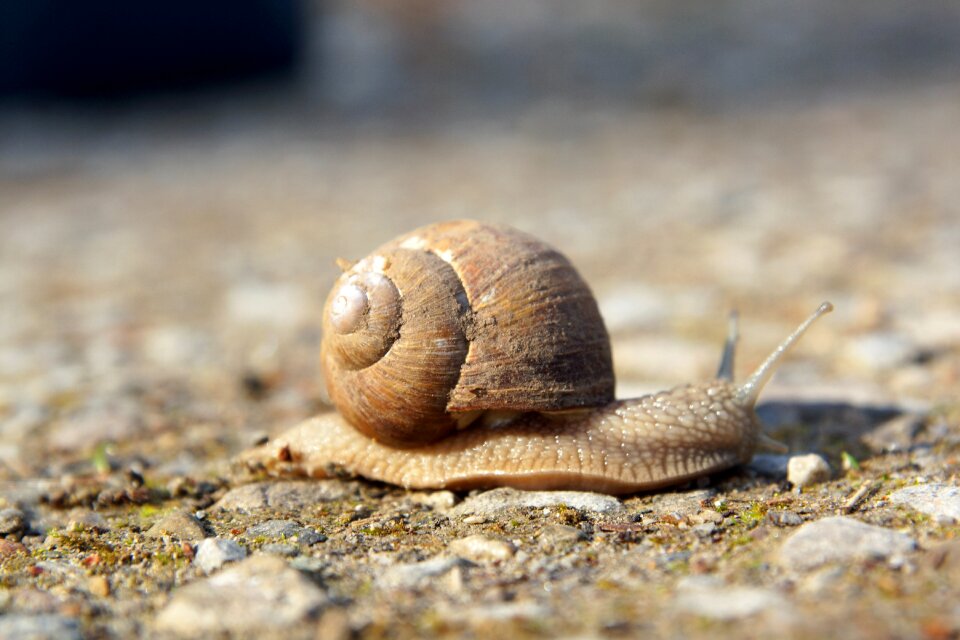 Slowly snail nature