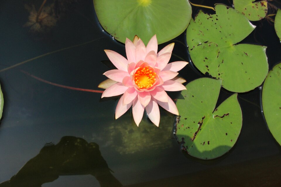 Water lily pink lotus leaf the water
