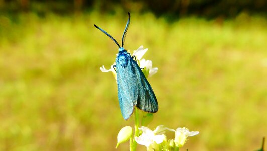 Butterfly day animals mols