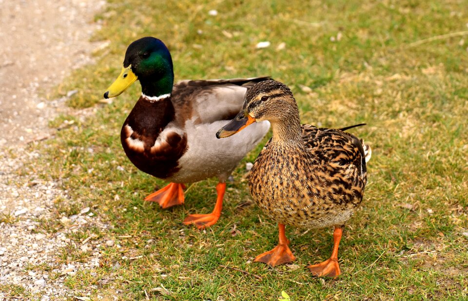 Colorful water bird couple
