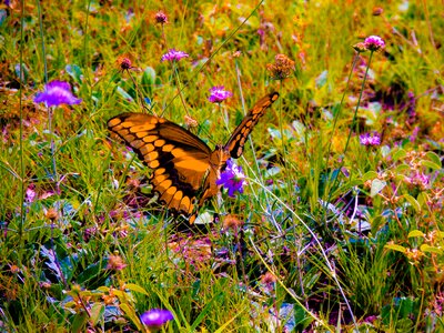 Nature wild flowers butterfly photo