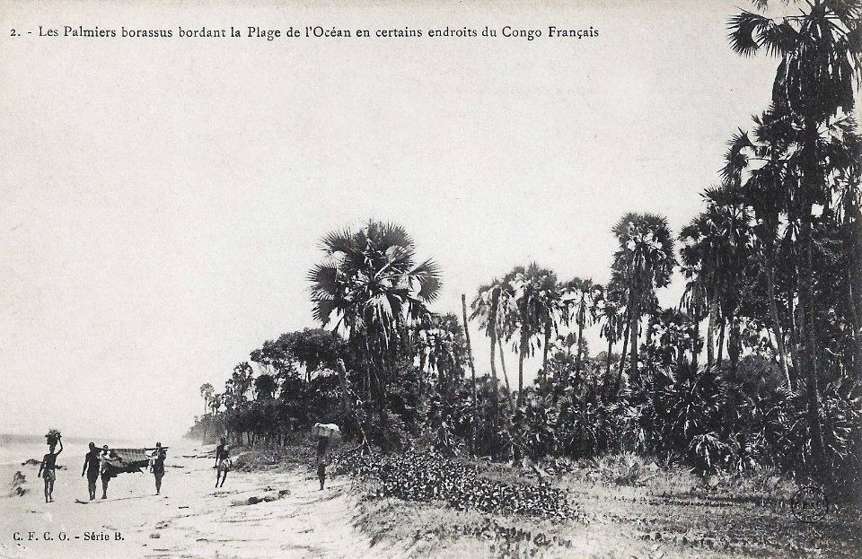Les palmiers borassus bordant la plage de l'océan en certains endroits du Congo Français