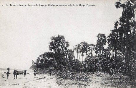 Les palmiers borassus bordant la plage de l'océan en certains endroits du Congo Français
