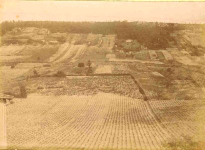 Les vignes du Clos de MontJuly en 1896-c