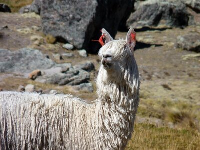 Alpaca auquénido white