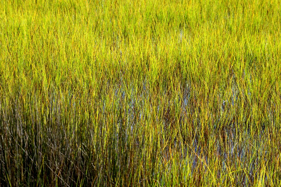 Swamp grass water nature