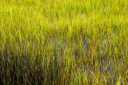 Swamp grass water nature