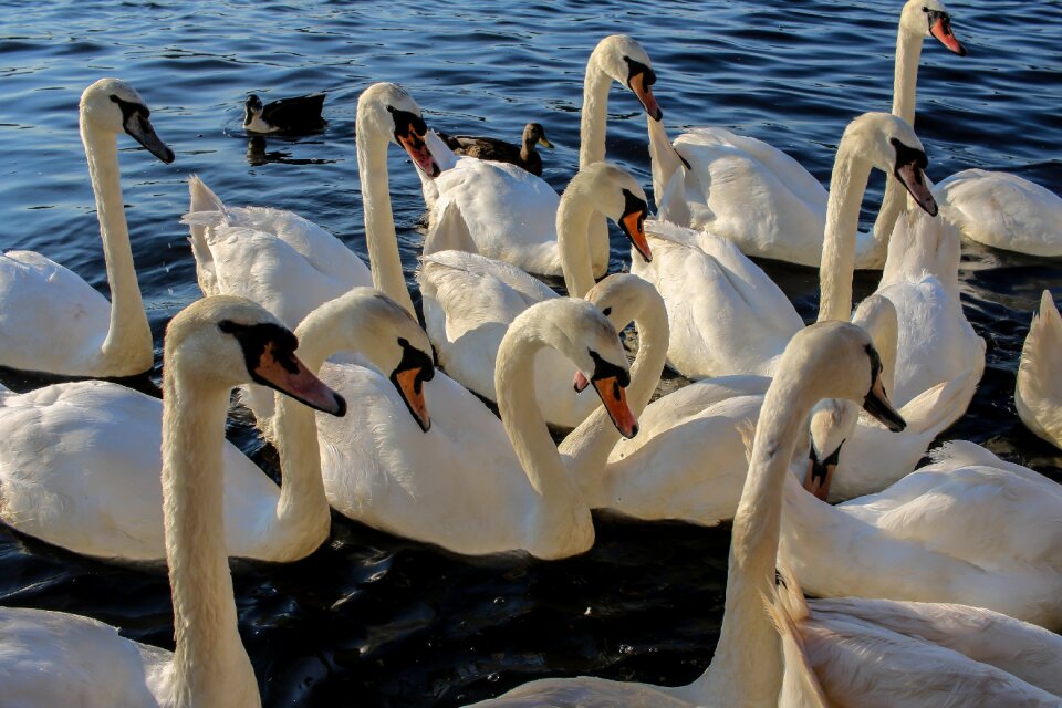 Nature lake animal