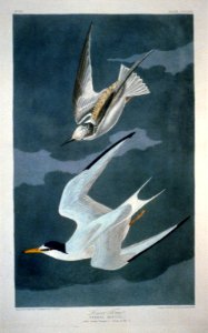 Lesser Tern LCCN2002718982