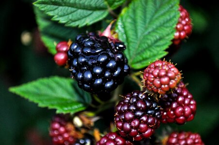 Blackberries sad small fruit
