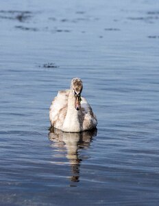 Nature wildlife swan