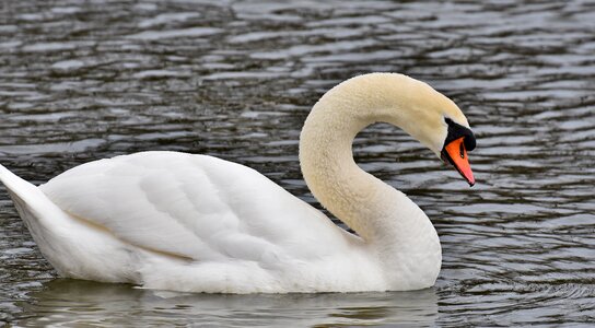 Water bird bill animal