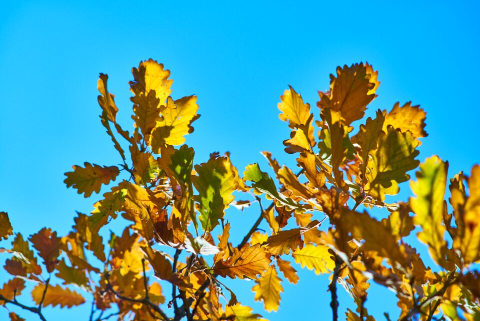Forest autumn macro