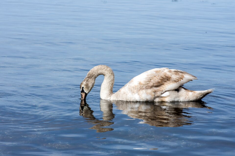 Nature wildlife swan