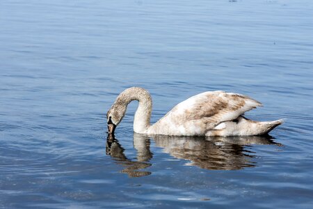 Nature wildlife swan