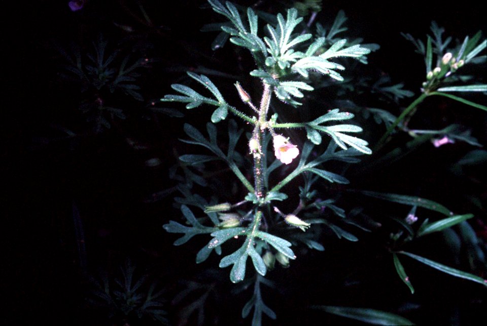 Leucospora multifida NRCS-1