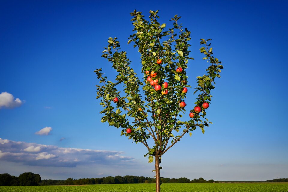 Summer sky apple