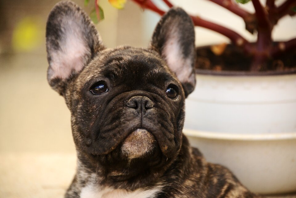 Portrait animal french