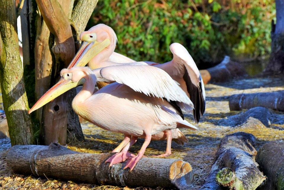 Bill bird animal
