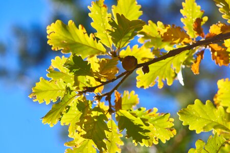 Plant nature autumn photo