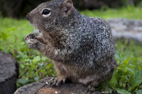 Animal cute rodent photo