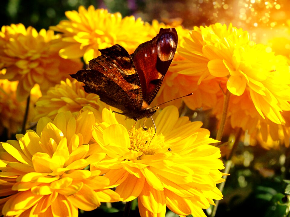 Insect flowers nature